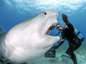 imagem de tubarão-tigre 