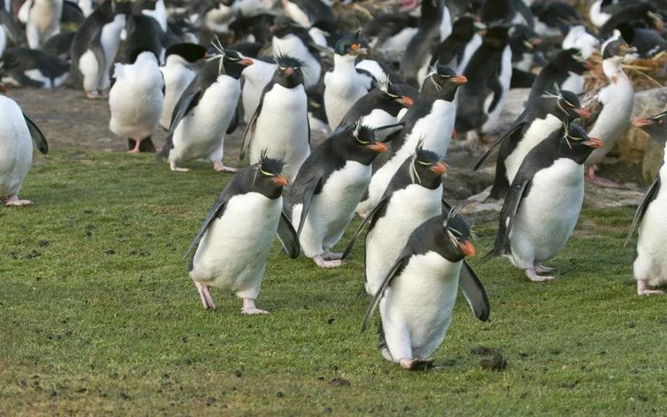 Pinguins-de-penacho-amarelo, imagens de Pinguins-de-penacho-amarelo