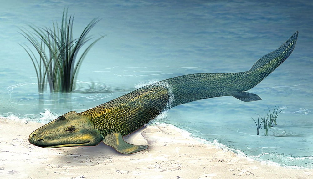  ilustração do Fóssil marinho originou a colonização da Terra
