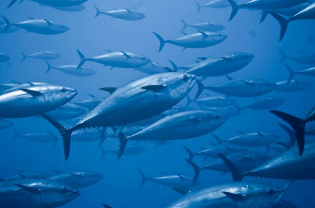 Pesca Do Atum No Brasil. Saiba Como Acontece - Mar Sem Fim