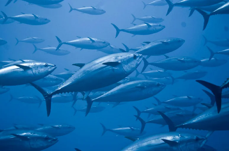 imagem de cardume de atuns