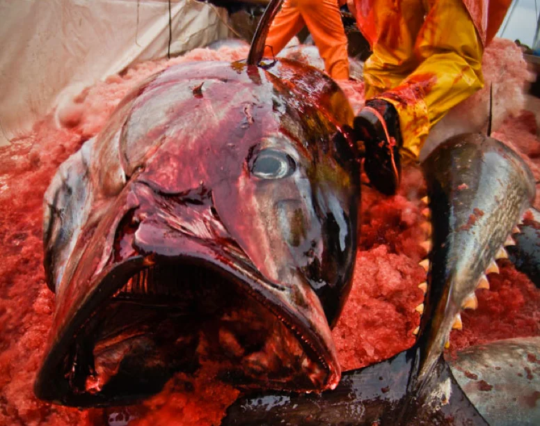 imagem de atum ensangüentado em barco de pesca do atum no Brasil