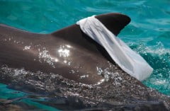 Oceanos: lixões invisíveis, imagem de golfinho carregando a sacola plástica na barbatana é símbolo da poluição marinha: de acordo com algumas estimativas, há uma média de 13 mil pedaços de lixo plástico flutuando em cada quilômetro quadrado de superfície oceânica 