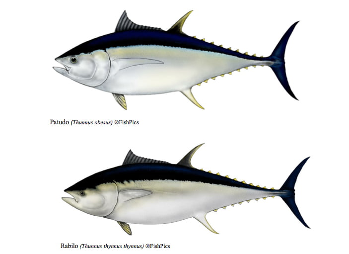 desenhos de tipos de atuns