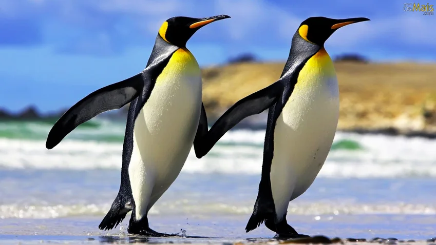 Pinguin Imperador, imagem de Pinguin Imperador
