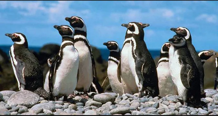 Pinguins-de-magalhães, imagem de Pinguins-de-magalhães