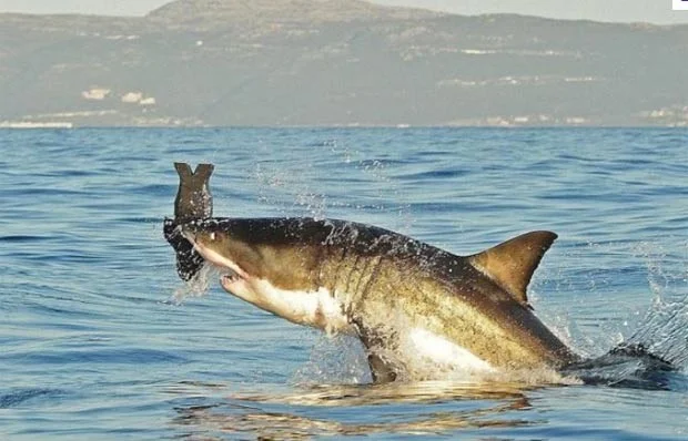 tubarões- brancos, imagem de tubarão branco com presa na boca