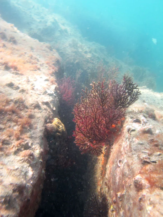 branqueamento de corais na baía de ilha Grande, cena de um coral saudável