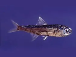 biomassa de peixes, imagem de Peixe lanterna