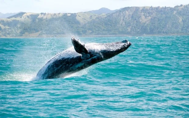 Baleia surpreendente