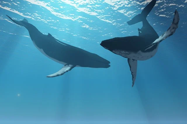 Baleias incríveis e surpreendentes