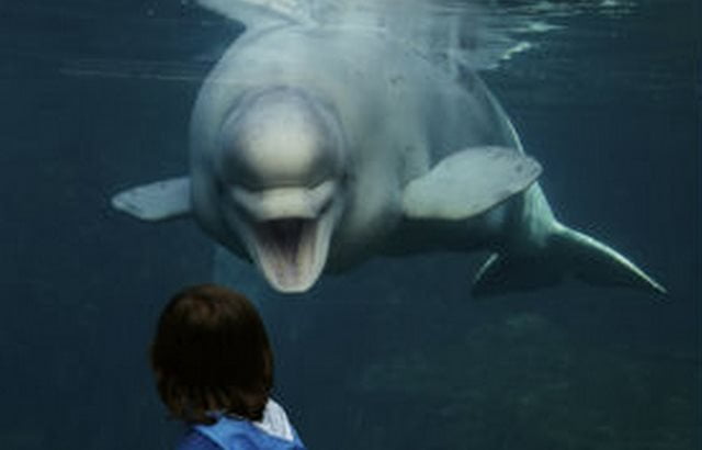 um fato estranho sobre as baleias é que algumas espécies imitam a fala humana.