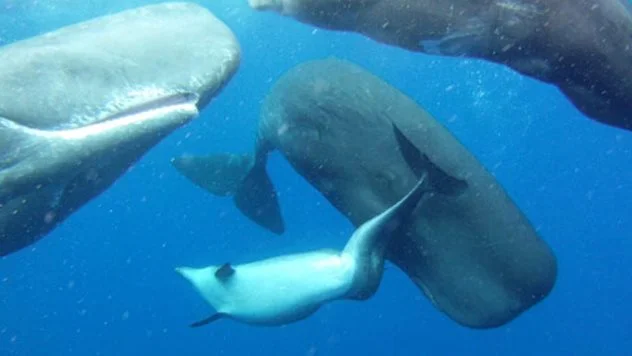 um dos fatos sobre as baleias cachalote é que elas adotam golfinhos