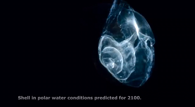 Acidificação dos Oceanos,Imagem microscópica do Plancton Terrapod