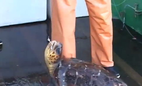 Tartarugas marinhas e pesca de espinhel, Imagem de uma tartaruga verde, fisgada acidentalmente, no convés do pesqueiro