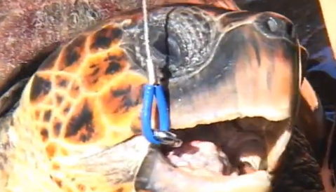 Tartarugas marinhas e pesca de espinhel, Imagem de uma tartaruga fisgada acidentalmente por linha de espinhel