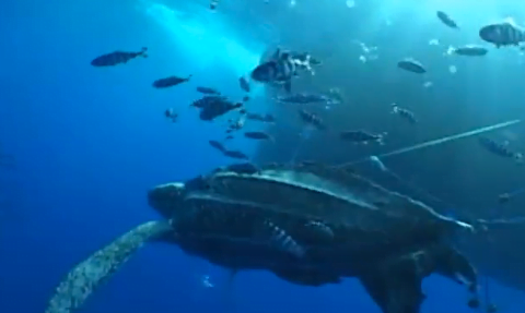 Tartarugas marinhas e pesca de espinhel, Cena de uma tartaruga de couro procurando se livrar de um anzol de espinhel