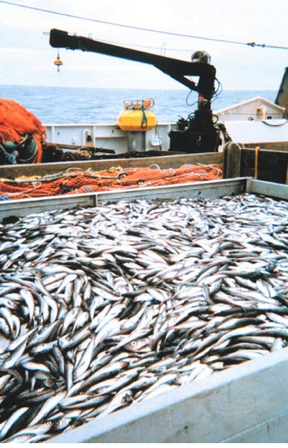 Exploração dos oceanos deve ser repensada, Imagem de navio pesqueiro com o convés repleto de peixes