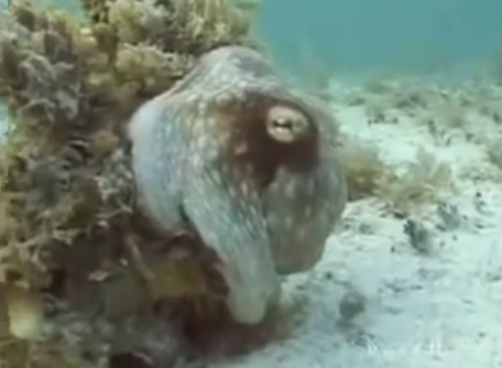 criaturas marinhas fantásticas, Imagem submarina de um polvo se camuflando