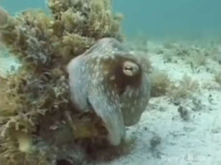 criaturas marinhas fantásticas, Imagem submarina de um polvo procurando se igualar a um coral...