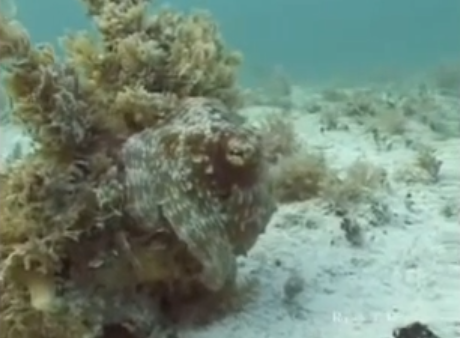 criaturas marinhas fantásticas, Imagem submarina de um polvo em fase final da metamorfose.