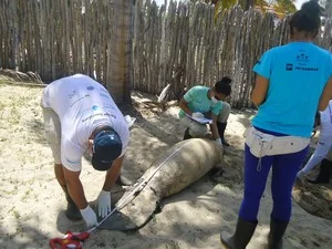 imagem de Filhote de peixe-boi sendo medido na praia