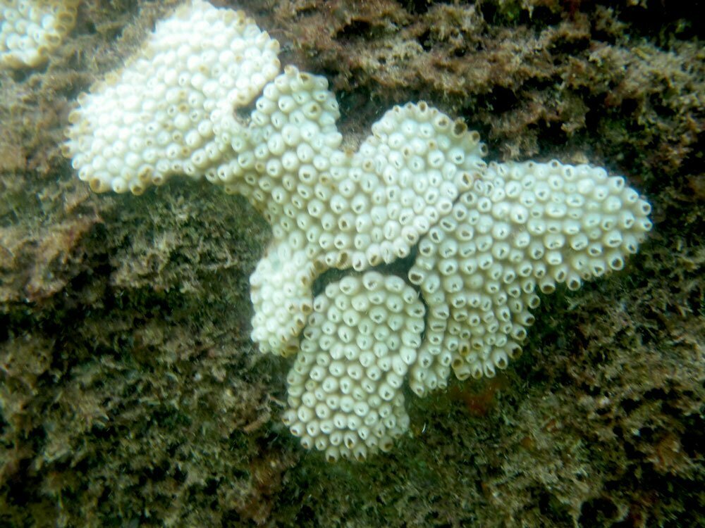 Branqueamento de corais na baía da Ilha Grande, cena de um coral sofrendo branqueamento
