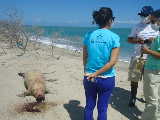 imagem de Filhote de peixe-boi morto na praia