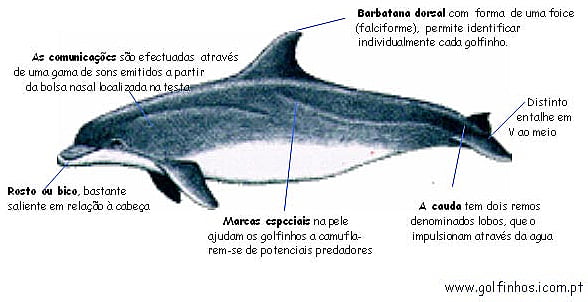 golfinhos nariz de garrafa pescando, ilustração mostrando golfinho nariz de garrafa 
