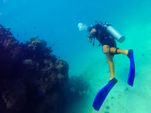 Aquário natural de corais , Mergulhador segue trajeto ao lado de floresta de corais submessa (Foto: Jonathan Lins/G1 AL)