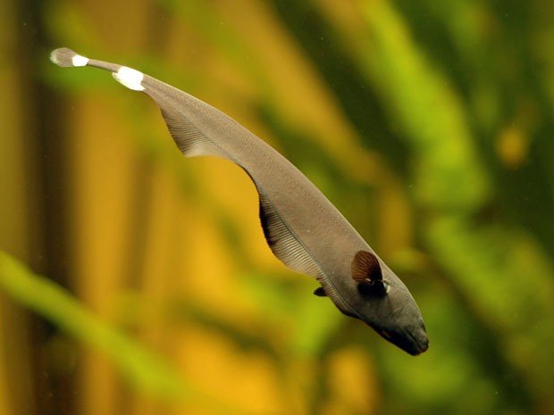 peixe elétrico, imagem de peixe elétrico da Amazônia 