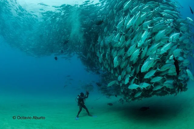 imagem de tornado de peixes e fotógrafo submarino frente a frente
