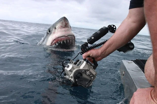 Tubarão branco, imagem de Tubarão branco