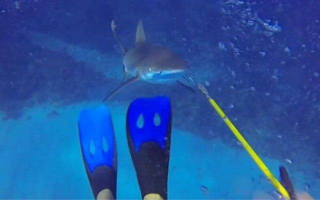 mergulhador quase sofre ataque de tubarão