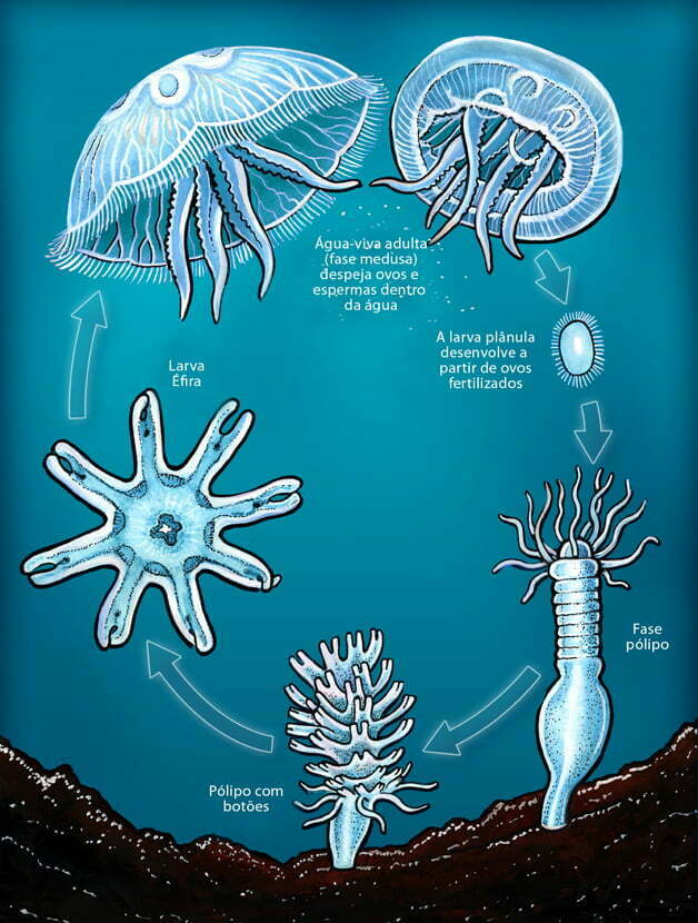 Ilustração mostra as fases da vida da água-viva