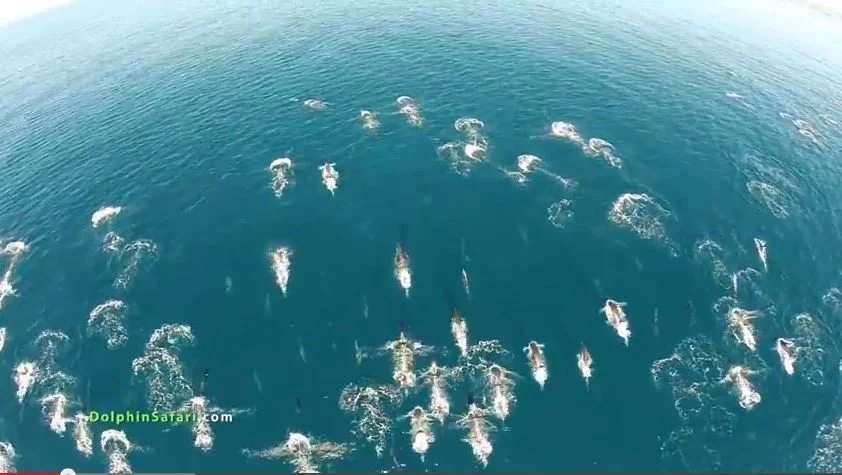 golfinhos e baleias, magens de golfinhos no Sul da Califórnia