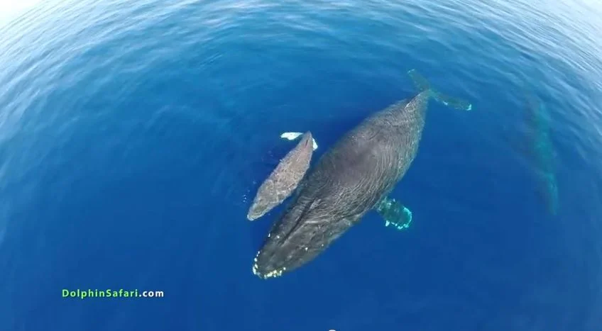 golfinhos e baleias, Imagem de baleia com filhote no Sul da California