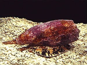 Veneno de caracol marinho , foto de caracol marinho