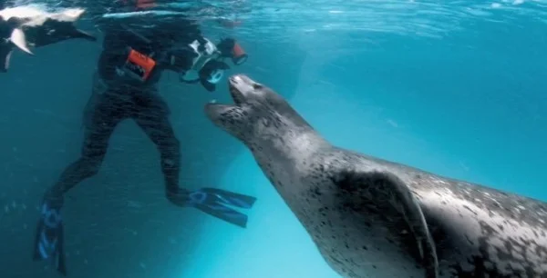 encontro foca-leopardo e fotógrafo