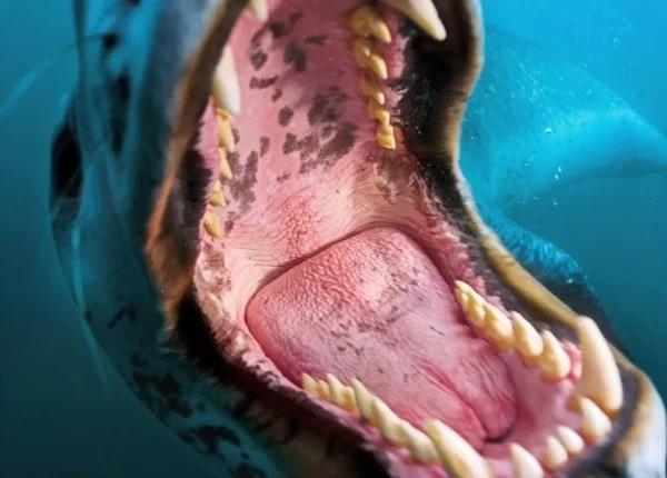 boca foca-leopardo