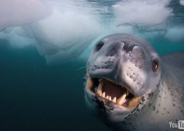 foca-leopardo submersa