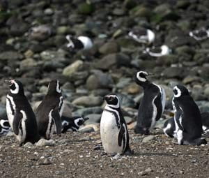 Pinguins de Magalhães, imagem da ilha magdalena 