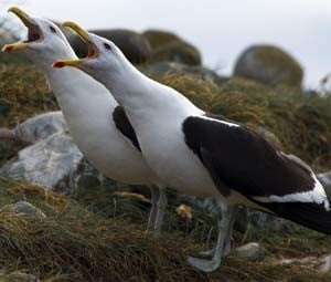 Pinguins de Magalhães, imagem da ilha madalena e gaivotas