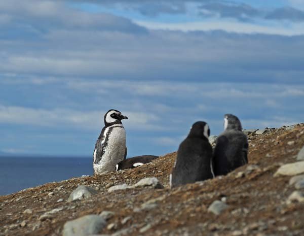 Pinguins de Magalhães, imagem da ilha magdalena 