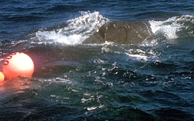 baleia jubarte, foto baleia jubarte enroscada em rede de pesca