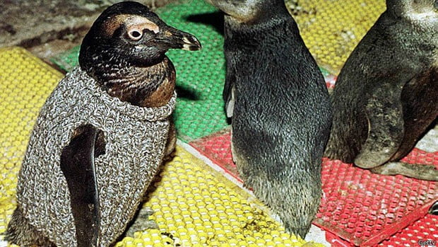 Salvando pinguins, imagem de pinguins com minissuéteres 