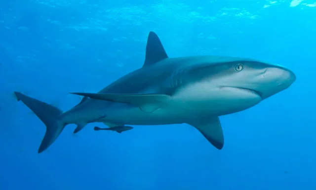 tubarões, foto de tubarão 