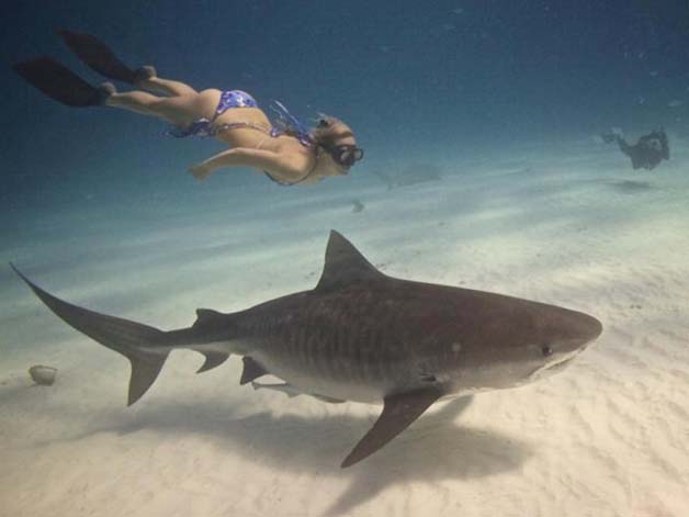 Bióloga nada com tubarões brancos, imagem de bióloga nadando dom tubarão branco