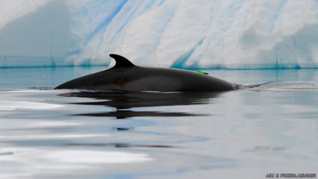 Cientistas desvendam mistério dos sons de pato no mar,foto de baleias-de-minke