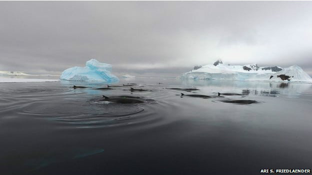 Cientistas desvendam mistério dos sons de pato no mar, foto baleias-de-minke na Antártica
